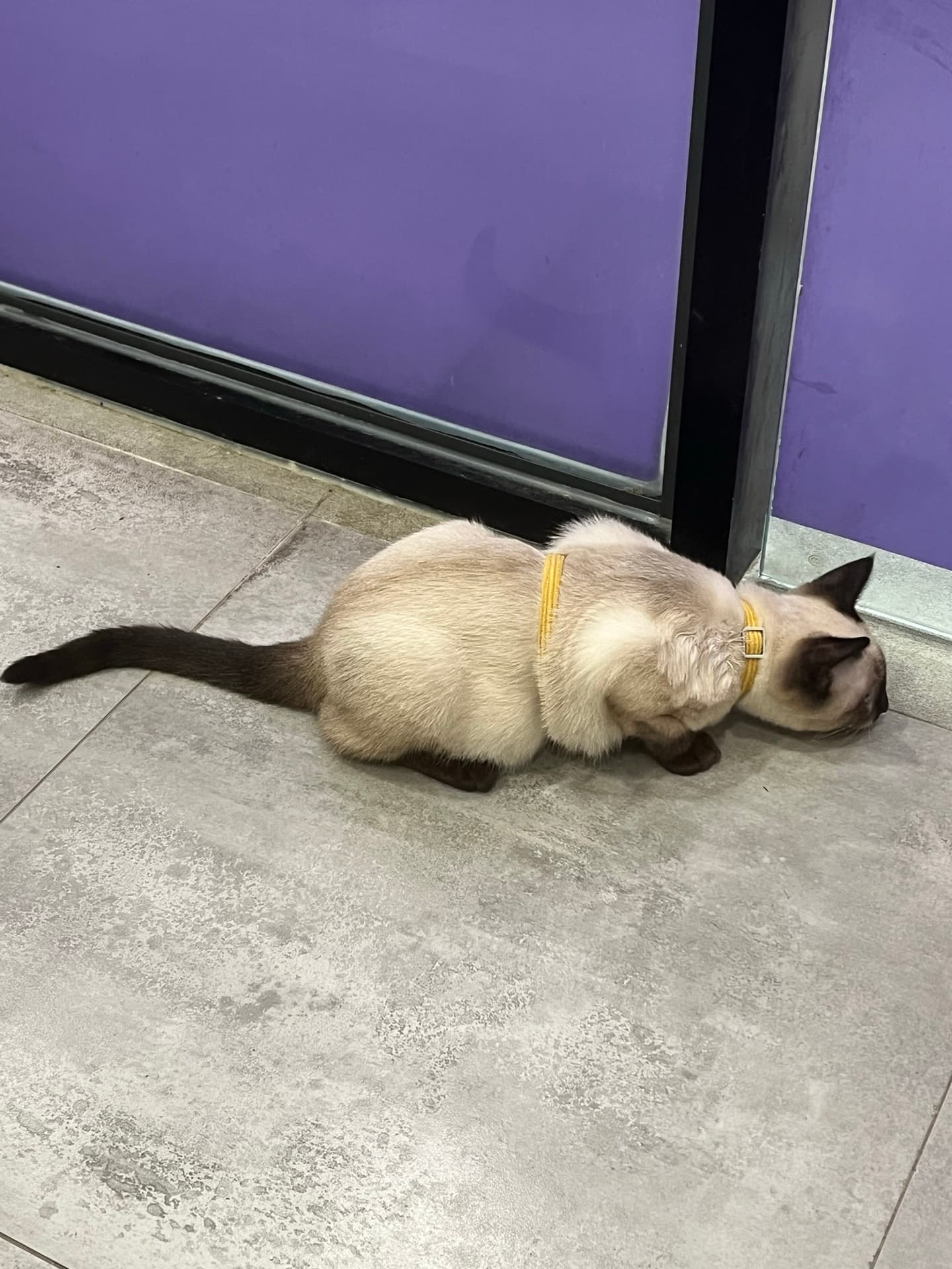 A cat wearing a yellow harness resting beside a glass door